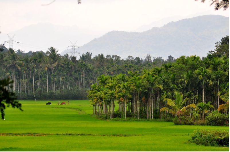 Wayanad Gate Resort Манантавади Екстер'єр фото